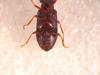 Dryophilus sp.